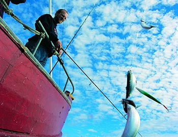 Fangsten hives ombord på havfiskeri