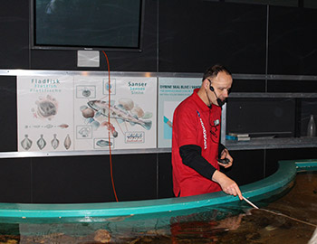Mand peger og fodrer fisk i Nordsøen Oceanarium
