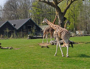 Giraffer på savannen i Aalborg Zoo