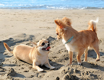 To små hunde leger i sandet ved Vesterhavet