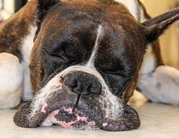 Sovende boxer-hund